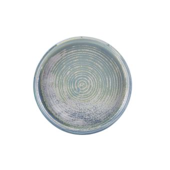 GenWare Terra Porcelain Presentation Plates - 20.5cm - Seafoam