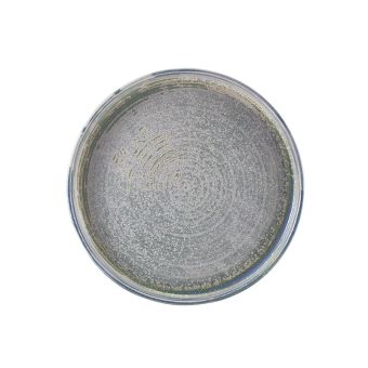GenWare Terra Porcelain Presentation Plates - 26cm - Seafoam