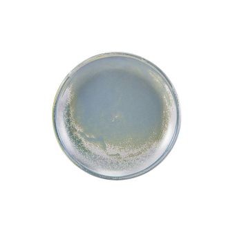 GenWare Terra Porcelain Coupe Plates - 18cm - Seafoam